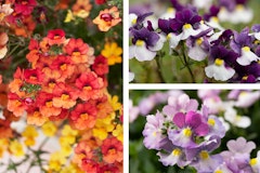 nemesia flowers purple and white, pink and purple and orange and yellow