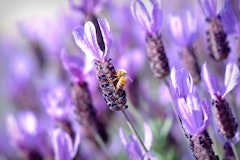 spanish lavender with bee on it