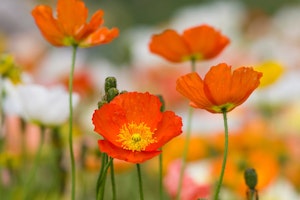 iceland poppies