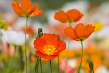 iceland poppies iceland poppies