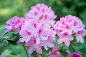 pink rhododendron