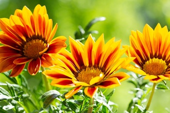 gazania flowers