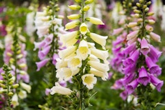 mixed colors of foxglove perennials