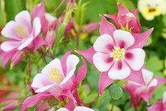 pink columbine perennial