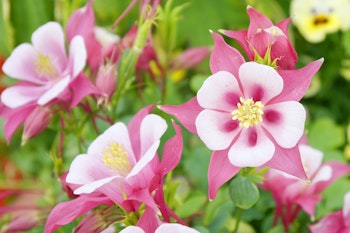 pink columbine perennial