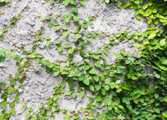 Climbing Fig vine growing on a wall.