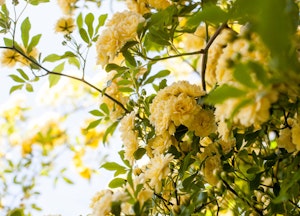 Beautiful yellow blooming Lady Bank's climbing roses.