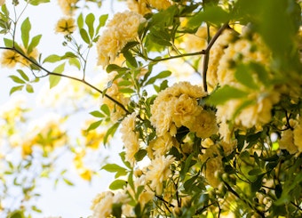 Beautiful yellow blooming Lady Bank's climbing roses.
