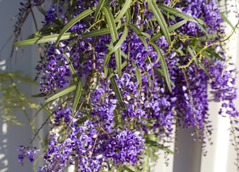 Purple lilac vine flowers in bloom near a stucco wall.