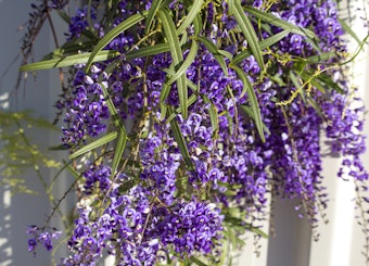 Purple lilac vine flowers in bloom near a stucco wall.