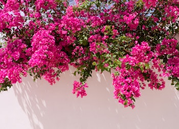 Bougainvillea Bright pink bougainvillea blooms growing atop a light pink stucco wall.