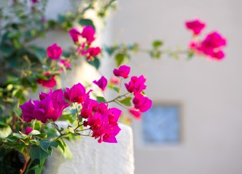 Bright pink bougainvillea blooms growing near a stucco building.