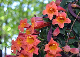 Bright orange Tangerine Beauty crossvine blooms in the garden.