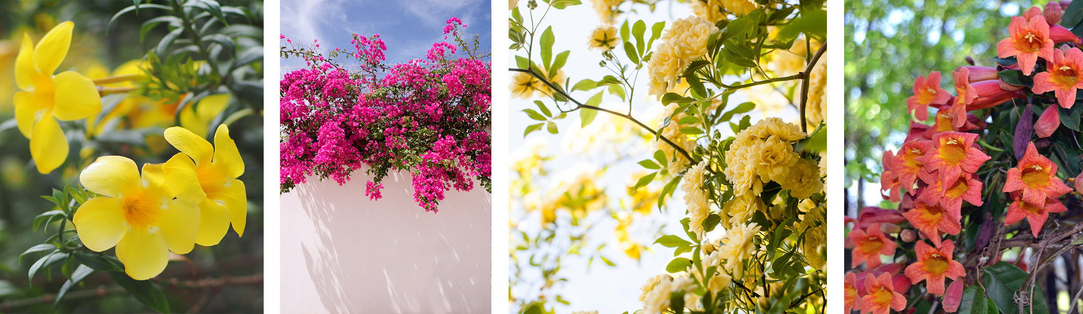 Carolina Jessamine, Bougainvillea, Lady Bank's Rose, and Tangerine Beauty Crossvine vines.