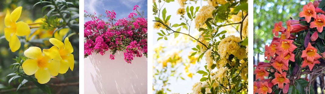 Carolina Jessamine, Bougainvillea, Lady Bank's Rose, and Tangerine Beauty Crossvine vines.
