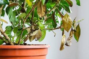 diseased houseplant with wilted leaves summerwinds arizona