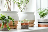 Houseplants in modern concrete pots.