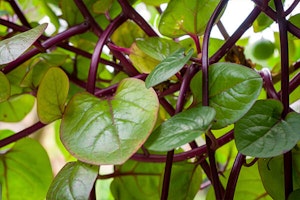 malabar spinach summerwinds arizona