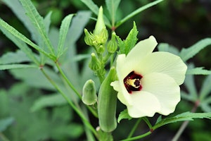 okra summerwinds arizona