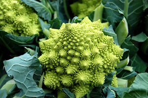 romanesco summerwinds arizona