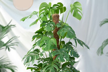 monstera plant with moss pole summerwinds arizona