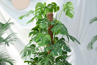 Monstera with a moss pole