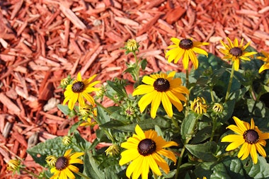 Cedar Mulch below Black Eyed Susan flowers.