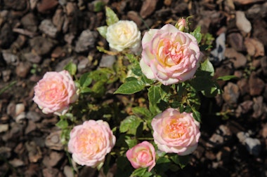 A rose bush in bloom surrounded by mulch.