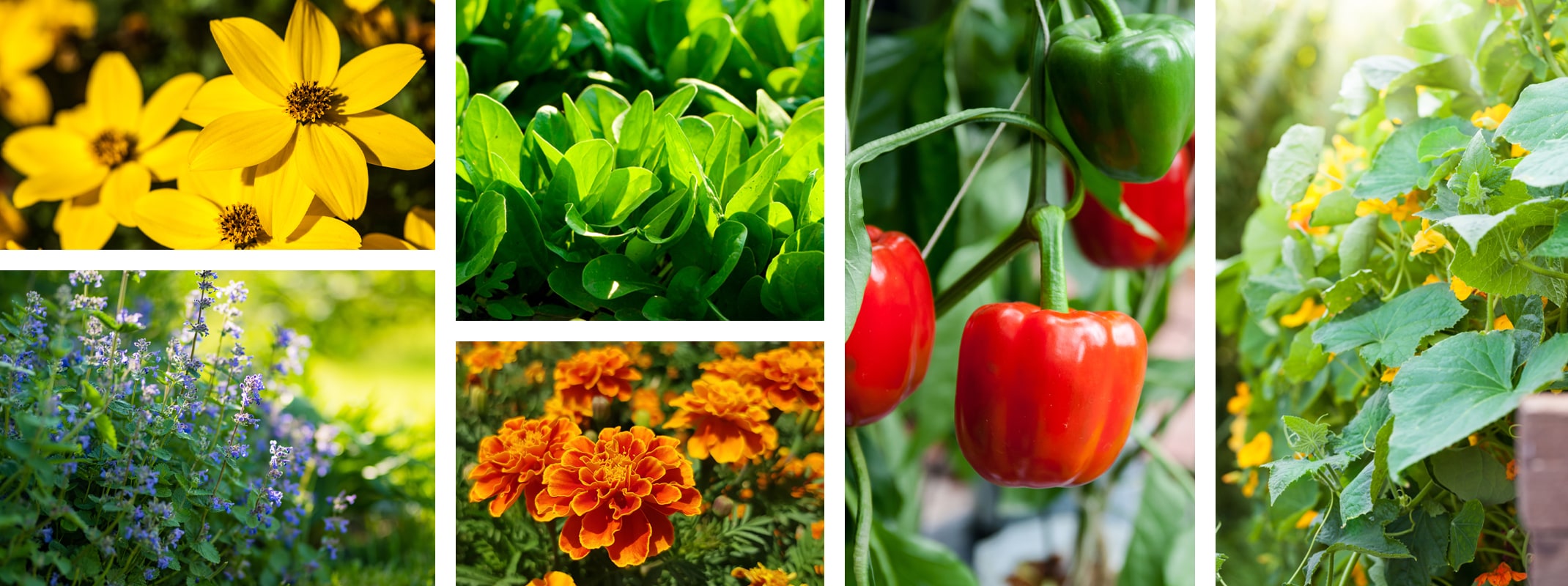 companion plants for edible gardening yellow bidens flower, catnip, marigold, spinach, peppers and cucumbers