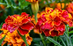 marigolds