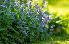 catnip planted in the garden