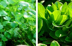 cilantro on one side and fresh spinach on the other