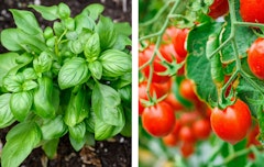 fresh basil planted on one side and fresh tomatoes on the other side