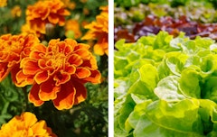 marigolds on one side and assorted lettuces on the other side