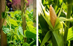 fresh green beans growing up a stake and corn on a stalk in the garden