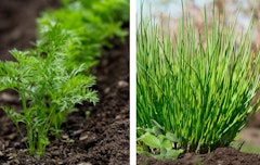 carrots in the garden and chives companion plants