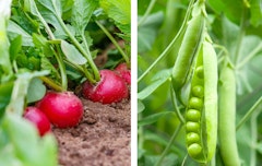 radishes in the garden and ripe peas in pods