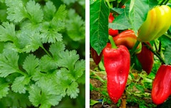 fresh cilantro and hot peppers growing