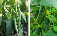 growing fresh bush beans and cucumbers