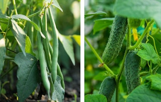 bush beans and cucumbers companion plants growing fresh bush beans and cucumbers