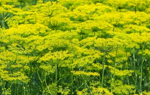 fresh dill growing in garden