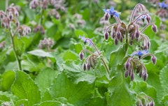 borage plant blooming