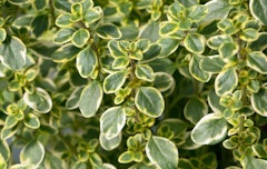 fresh lemon thyme