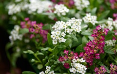 sweet alyssum assorted colors