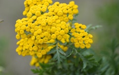 yellow yarrow perennial