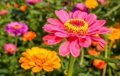 zinnia flowers