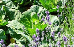 cabbage and lavender