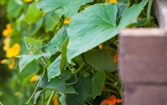 cucumbers and nasturtiums potted