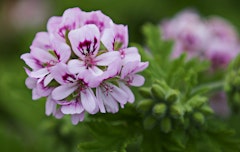 pinkish purple scented geraniums