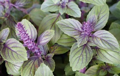 african blue basil